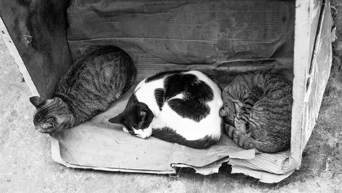 Three stray cats asleep together in a cardboard box on a pavement, black and white