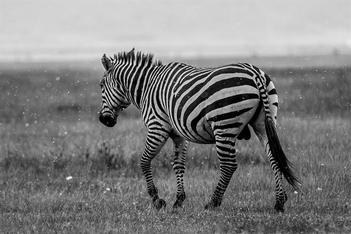 A zebra walking through falling rain on open grassland, black and white, Tanzania