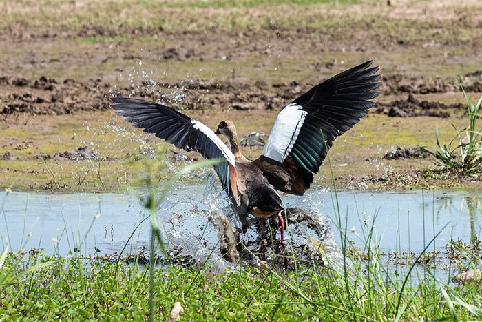 An Egyptian goose rising from a muddy pool with wings spread and water flying, Tanzania